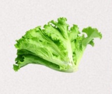 Lettuce